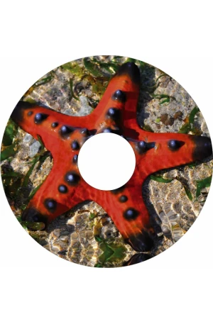 Spaakbeschermer Zeester (Nr.3324)